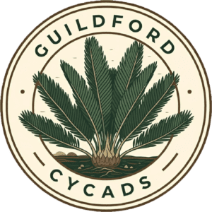 Guidford Cycads Logo