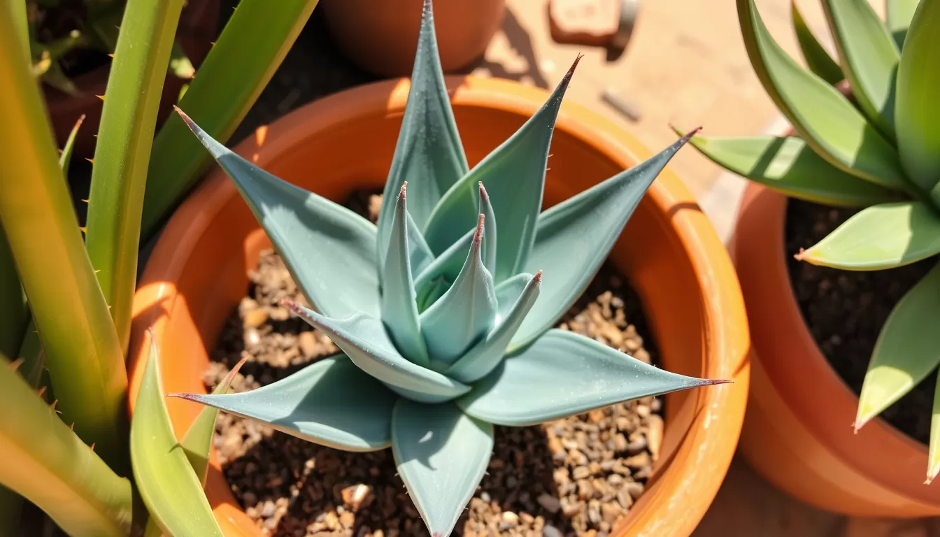 How to Water Aloes in Australia’s Dry Climate