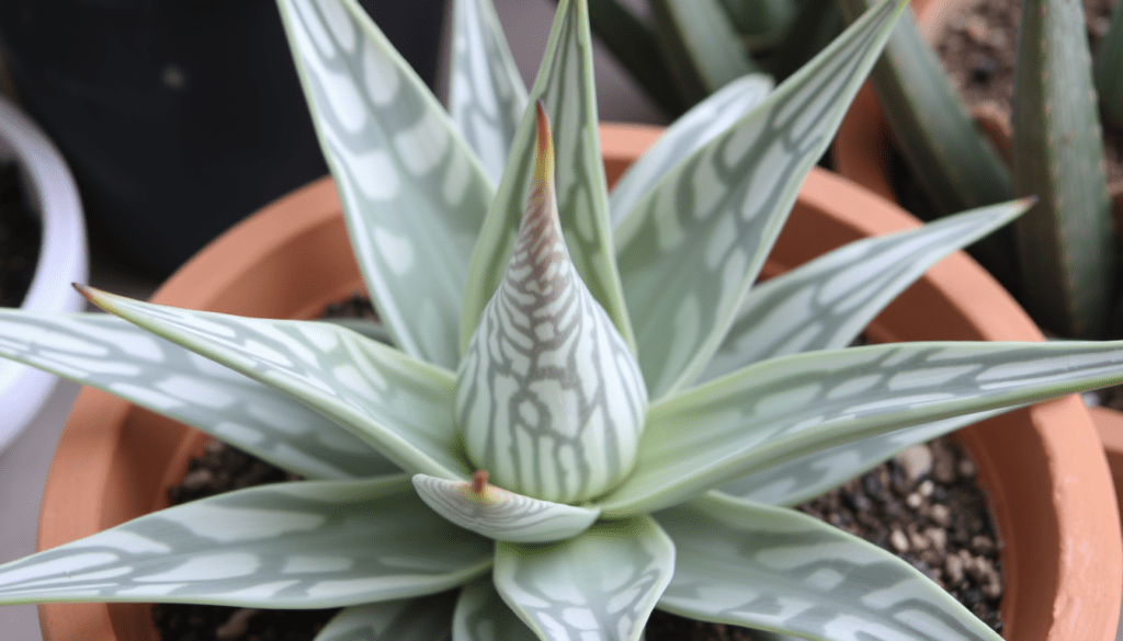 Rare Aloe Species Available in Australia